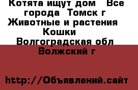 Котята ищут дом - Все города, Томск г. Животные и растения » Кошки   . Волгоградская обл.,Волжский г.